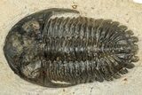 Bargain, Hollardops Trilobite Fossil - Ofaten, Morocco #351261-1